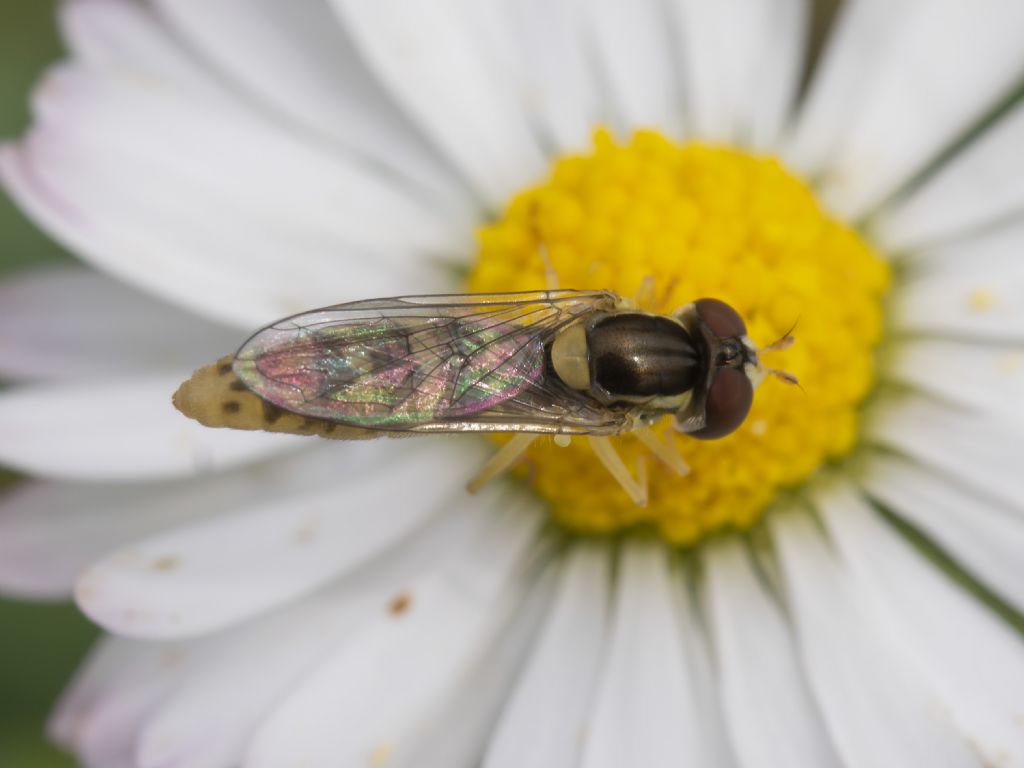 Sphaerophoria scripta? conferma id